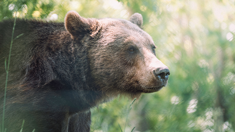 See a bear at Bearizona near Williams, AZ