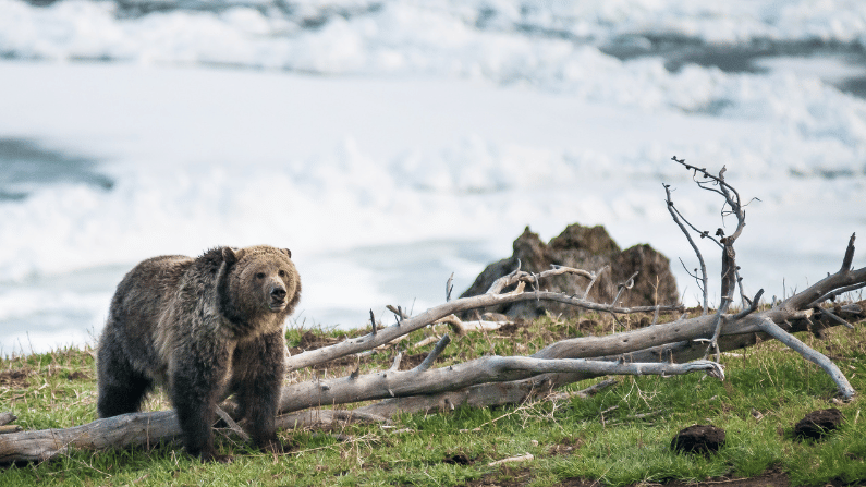Bear country safety tips 