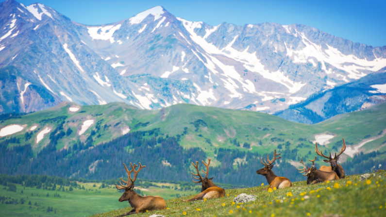 Wildlife Safety Tips