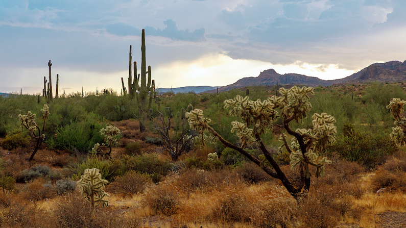 Lost Dutchman State Park desert plants