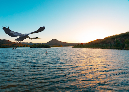 Heron flying over water in Patagonia Lake State Park