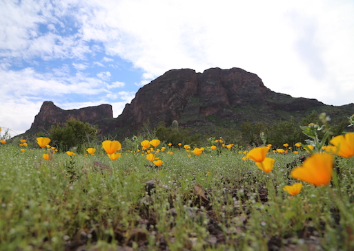 Wildflowers in Arizona's Picacho State Park