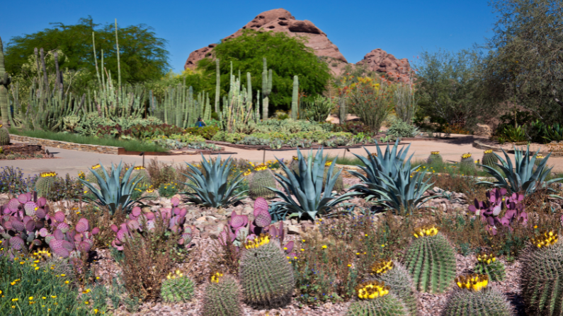 The Desert Botanical Garden