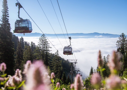 Jackson Hole Mountain Resort gondola over wildflowers