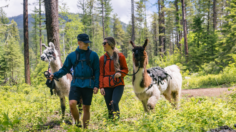Two people hiking with llamas near Whitefish, Montana