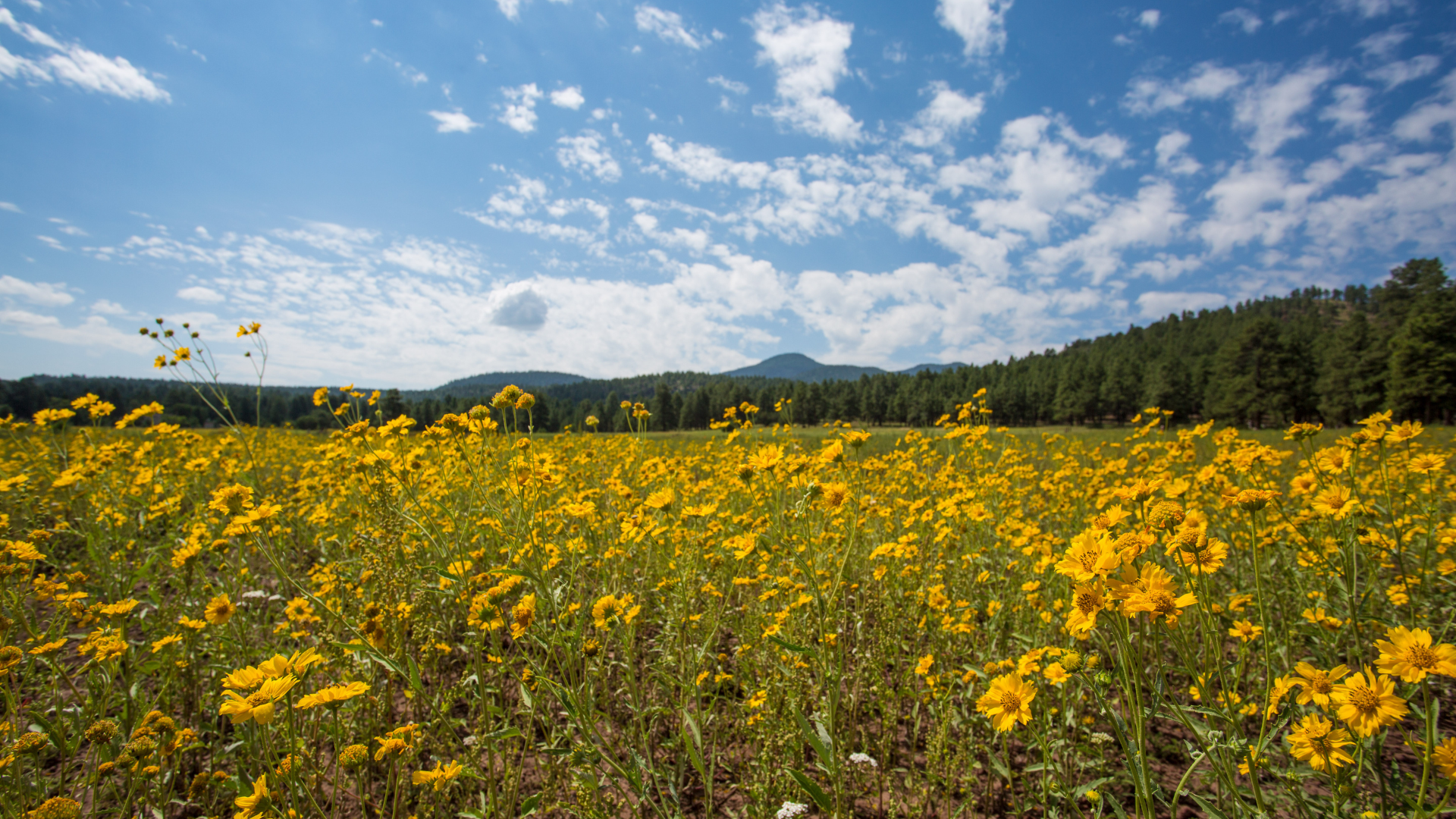 Awaken Your Senses in Small Town Arizona