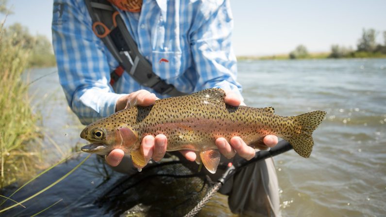 Woman holds just-caught trout in North Platte River outside Casper, Wyoming