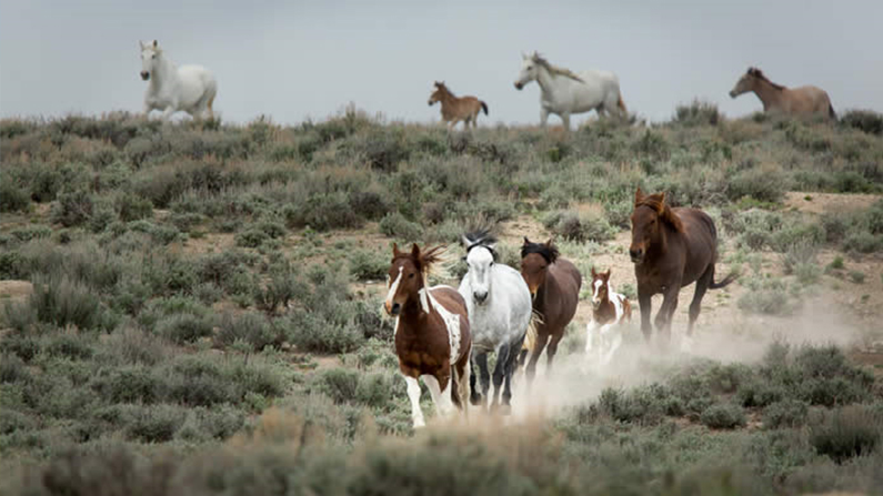 Wild Horses of Moffat County, CO