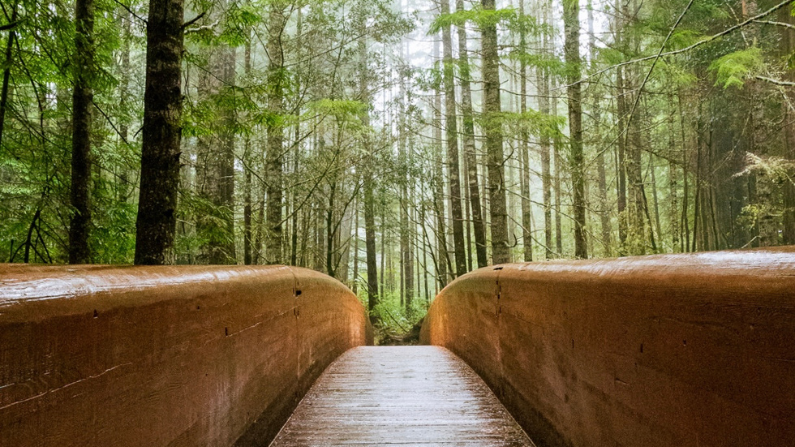 Redwood national park