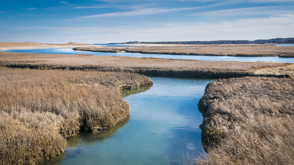 Coastal Georgia Salt Marsh