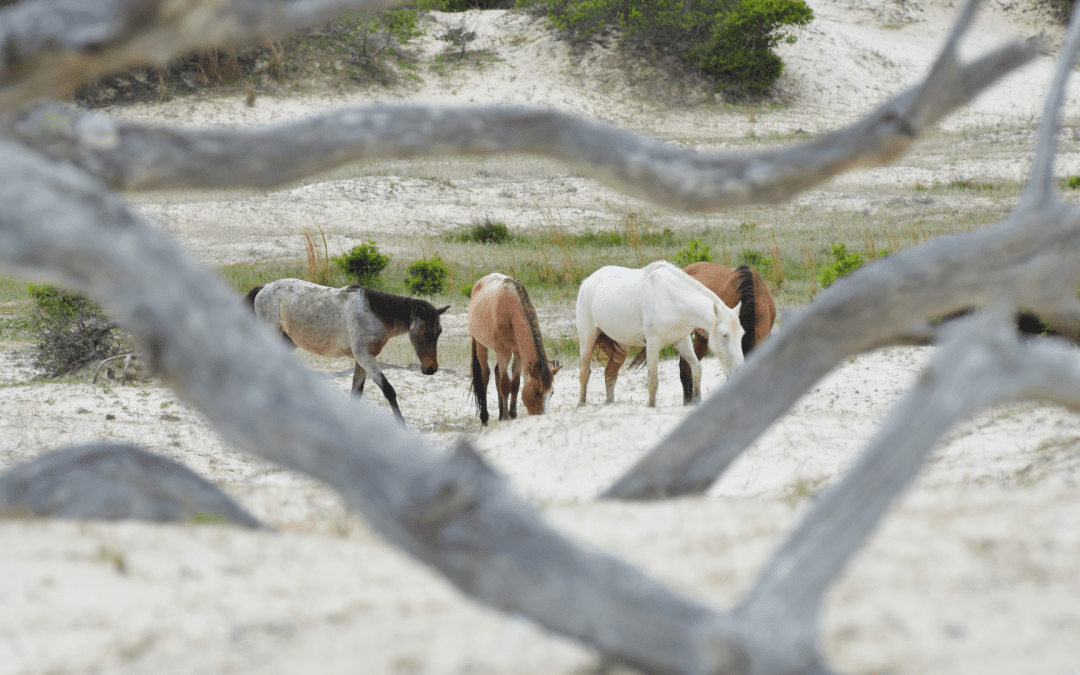 4 Wellness Retreat Ideas Inspired by National Parks