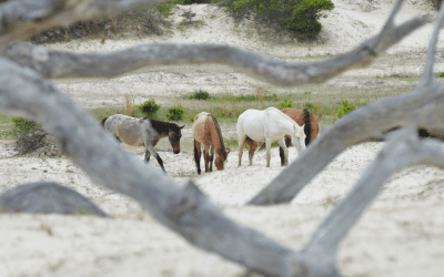 4 Wellness Retreat Ideas Inspired by National Parks