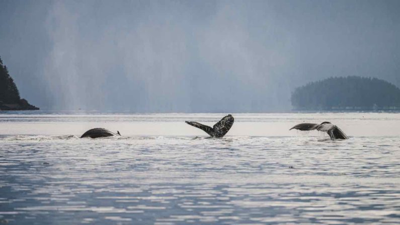 Humpback whales in Alaska
