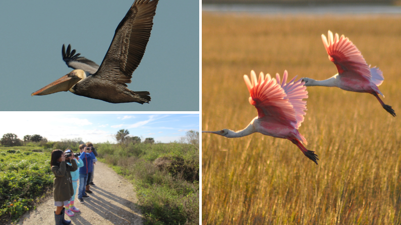Bird watching in Texas is world class!