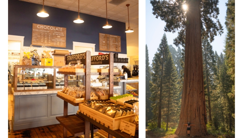 Chocolate and Sequoia trees collage