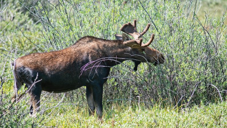 Bull moose in willows