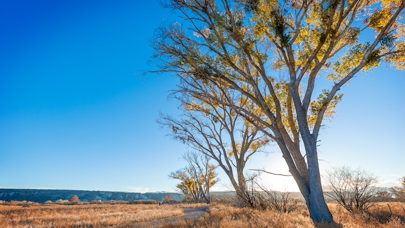 Trees and views of at Rockin River Ranch State Park