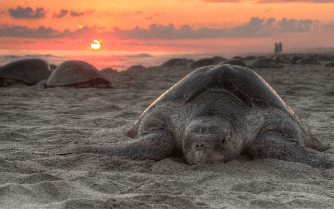 Once-in-a-Lifetime Wildlife Experiences You Have to See