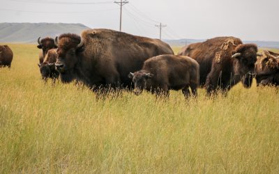 Exploring Campbell County: History, Wildlife, and Scenic Wonders in 3 Days