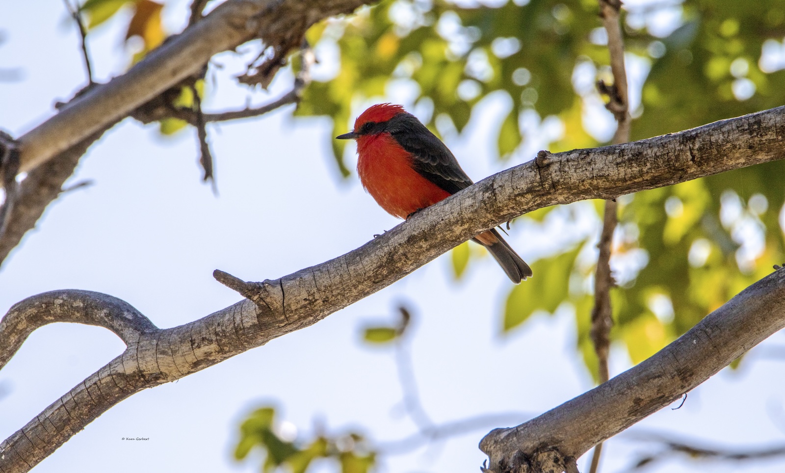 Vermillion flycatcher in Big Bend Texas